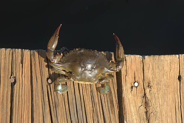 Crab 스톡 사진