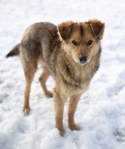 istock dog portrait outdoors in winter 920268382