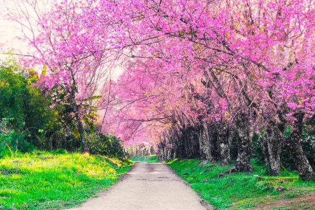 Beautiful view cherry blossom in blooming,pathway nature landscape background