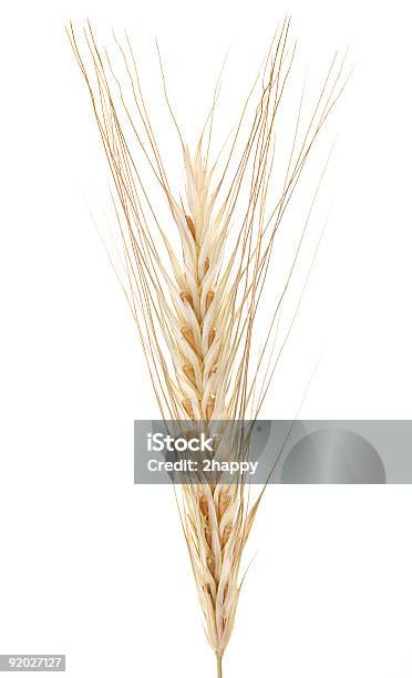 Rye Ear Stock Photo - Download Image Now - Cereal Plant, Close-up, Color Image