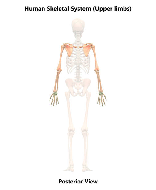 ludzki szkielet system kończyn górnych anatomia (tylny widok) - ulna one person concepts rear view zdjęcia i obrazy z banku zdjęć