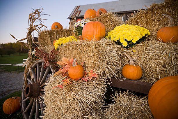 istock Halloween Pumpkin Straw Flowers Barn 92027482