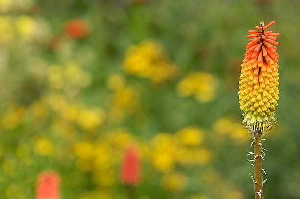 Exotic Flower stock photo