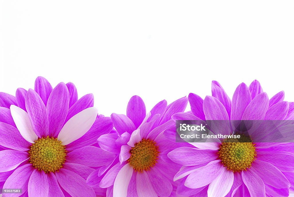 Pink flowers  Arrangement Stock Photo