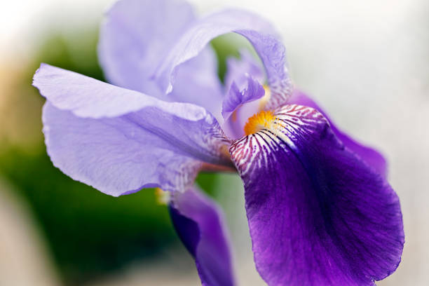 iris flower  - 3675 뉴스 사진 이미지