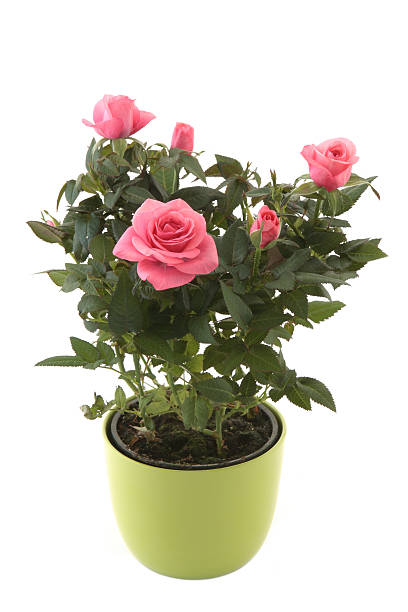 istock Pink rose in green pot 92027673