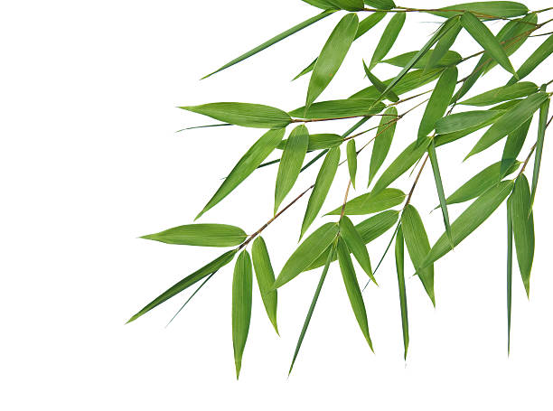 istock branch of bamboo 92027784