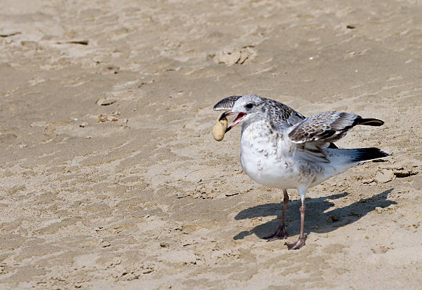 istock Seagull Beach Food Scraps 92027943