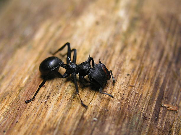 istock Big tropical ant on wooden background 92027956