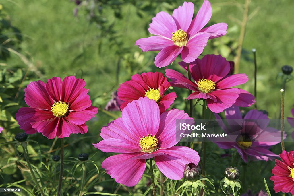 Rose fleurettes - Photo de Animaux à l'état sauvage libre de droits