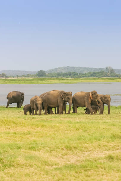 istock A Herd of Sri Lankan Elephant 920283738