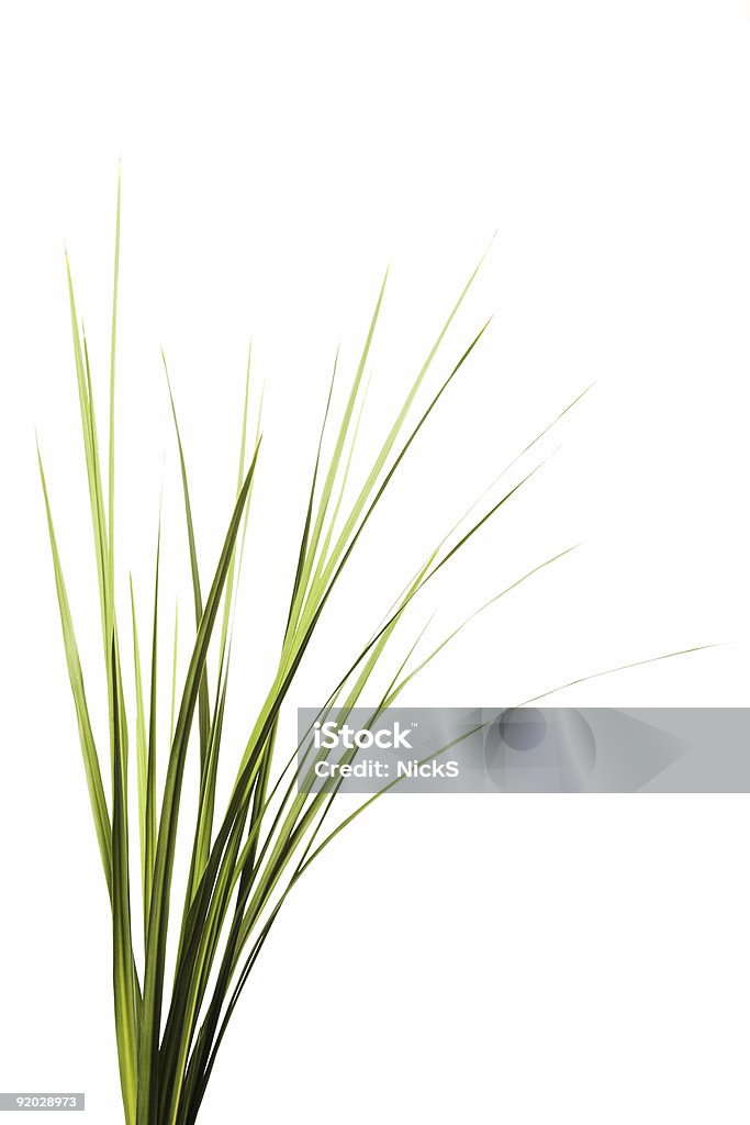 Tall Grass  Grass Stock Photo