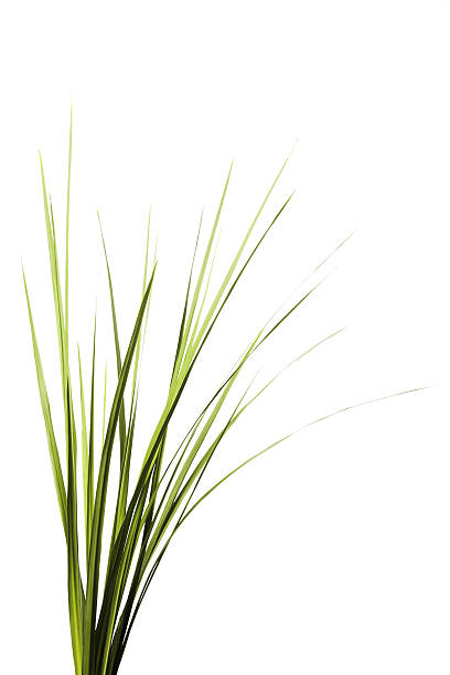 Tall Grass stock photo