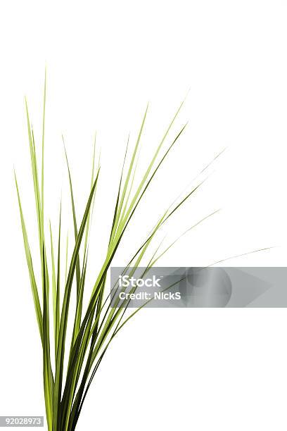 Tall Grass Stock Photo - Download Image Now - Grass, Cut Out, Blade of Grass