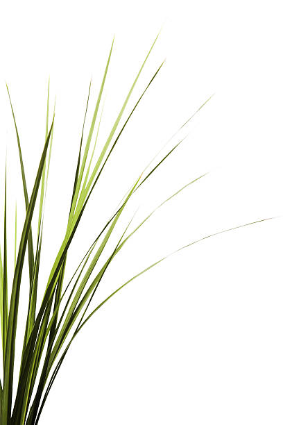 톨 잔디 - long leaf grass blade of grass 뉴스 사진 이미지