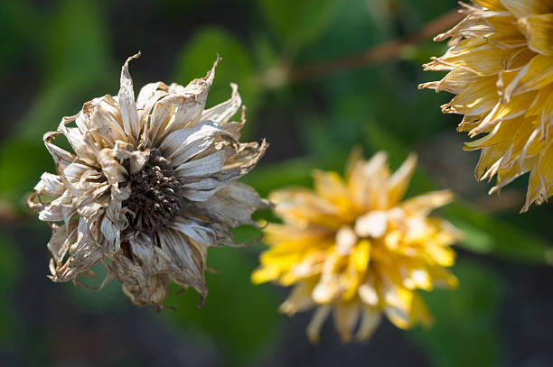 Flowers: Dying Flower (Fall) stock photo