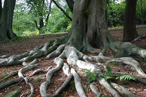 Photo of Autumn Roots 2