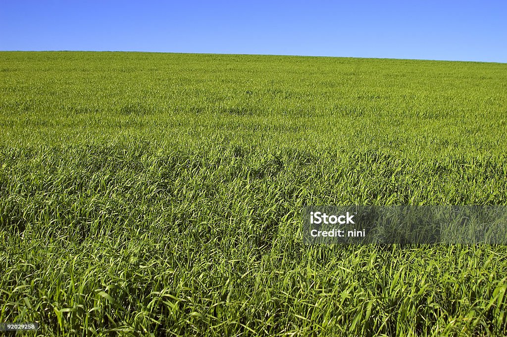 Zielone pole z błękitnego nieba - Zbiór zdjęć royalty-free (Bez ludzi)