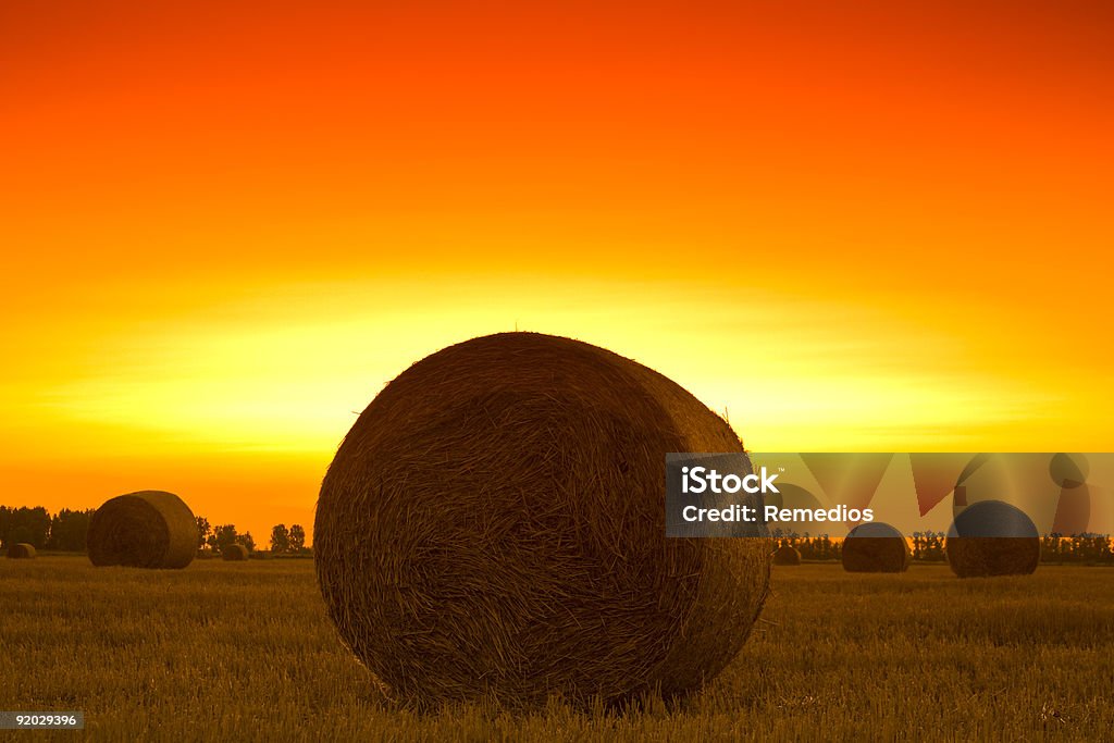 Fin de journée sur le champ - Photo de Agriculture libre de droits