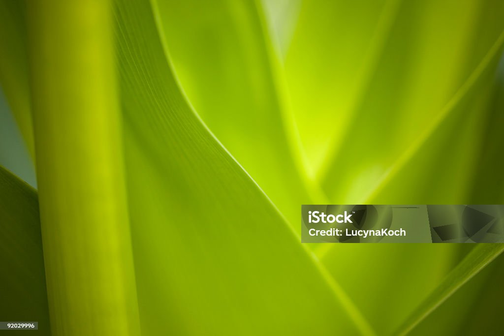 Pflanzenmuster - Lizenzfrei Abstrakt Stock-Foto