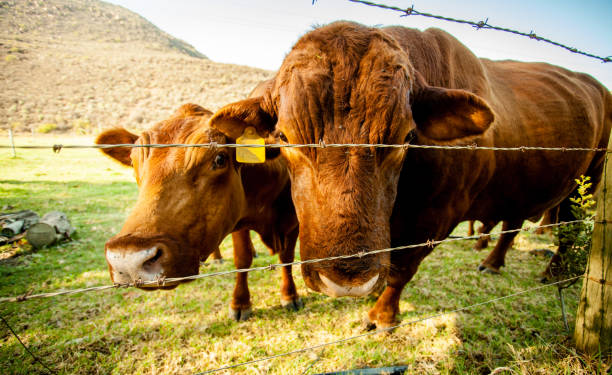 istock A stud bull and a cow on a beef cattle farm in South Africa 920302226