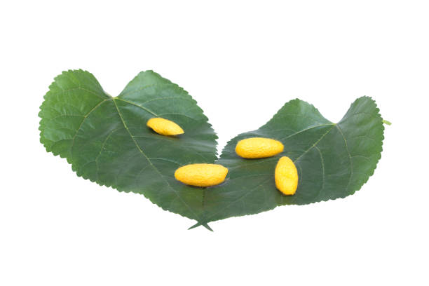 istock yellow cocoons put on mulberry leaf on white background 920302520