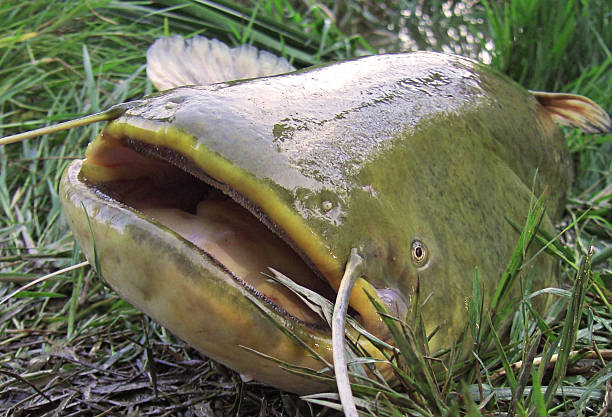 wels catfish  wels catfish stock pictures, royalty-free photos & images