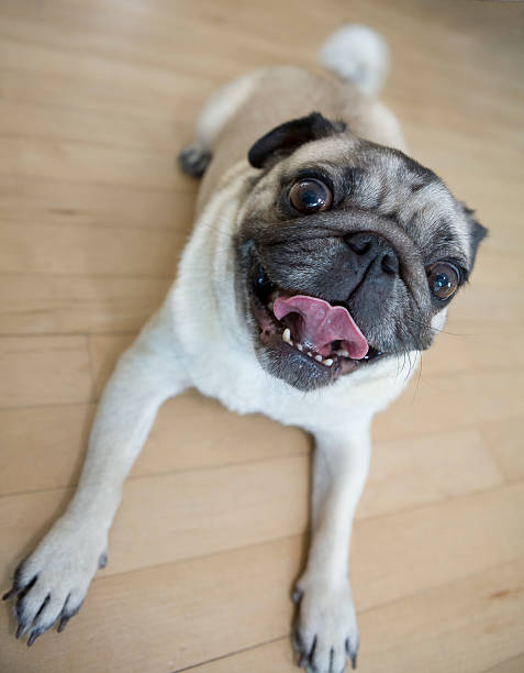 istock Young Happy Pug on Hardwood Floor 92030675