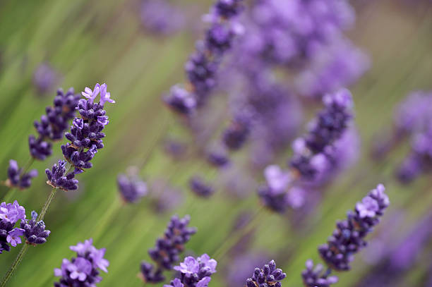 purple Plants stock photo