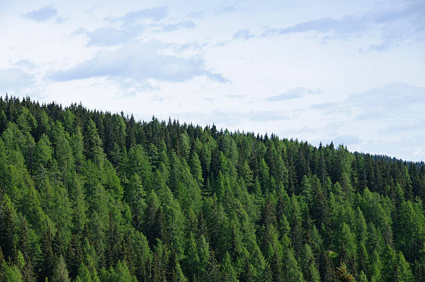 istock Quiet of the woods 92030903