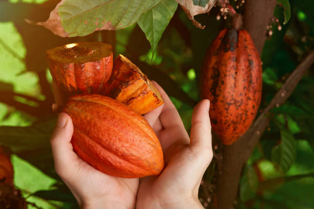 istock Cacao harvest in farmer hands 920309758