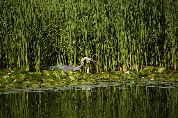 istock Great Blue Heron Hunting in Pond 92030978