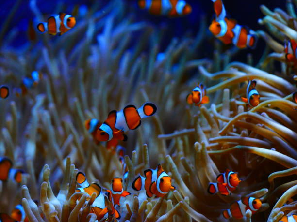 istock Clown fishes and anemones 920312652