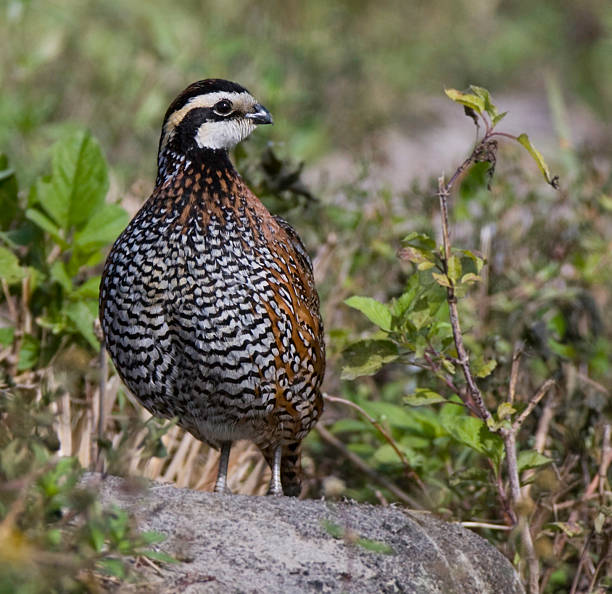 istock Male Northern Bobwhite standing on a rock. 92031290