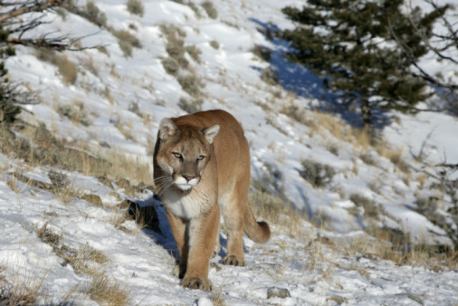 A captive Mountain Lion looking down from the top of a boulder. At a game farm in Montana, with captive animals in natural settings. Property released.