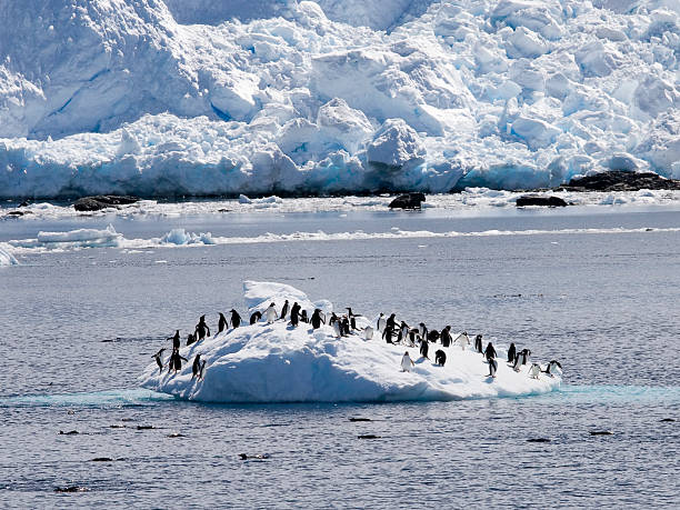 pinguim de - half moon island horizontal penguin animal imagens e fotografias de stock