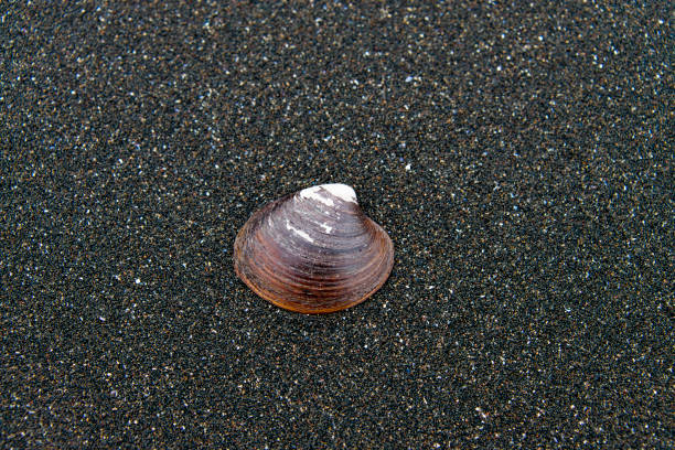 Close-up of an animal shell at a lava beach on the west fjords of Iceland.