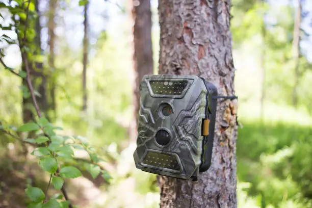 Camera traps with infrared light and a motion detector attached by straps on a tree photograph animals in the Siberian taiga.