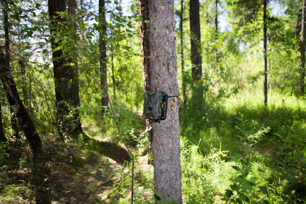 istock Photocameras are mounted on a tree in the forest 920317288