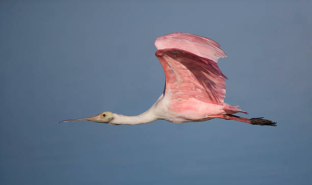 istock Roseate Spoonbill in flight against a water background 92031750