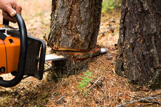istock A forest inspector works in a natural park. 920317838