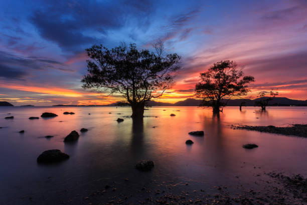 istock Beautiful sunset with silhouette of tree 920317880