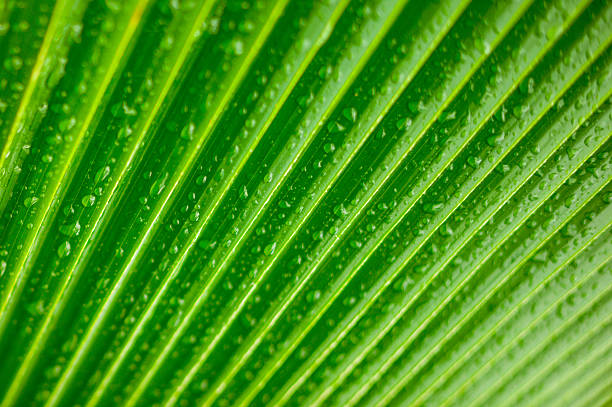 tropical palm fronda con gotas de agua - water rainforest frond tropical climate fotografías e imágenes de stock