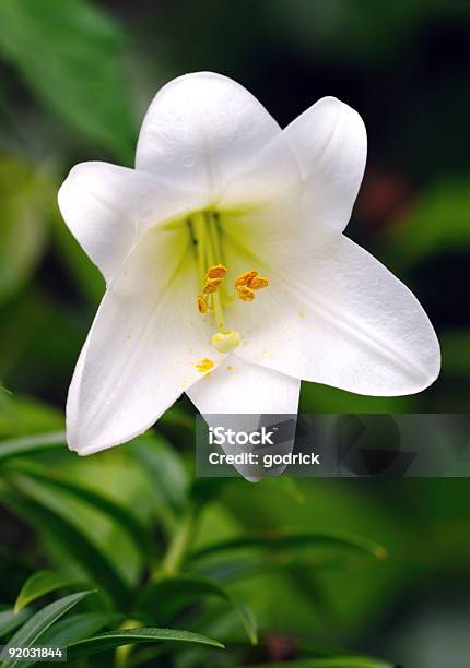 November Or Easter Lily Stock Photo - Download Image Now - Easter Lily, Blossom, Close-up