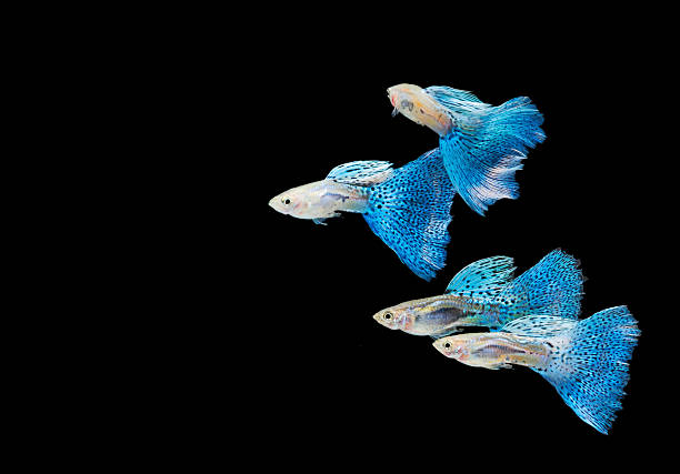 piscine blue guppy, poissons tropicaux pour les animaux de compagnie - guppy poisson photos et images de collection