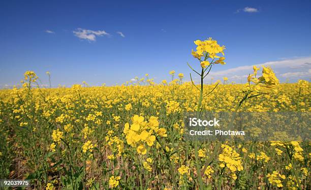 Foto de Canola e mais fotos de stock de Canola - Canola, Canadá, Alimentação Saudável