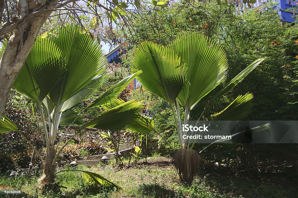 Tropical Garden  Caribbean Stock Photo