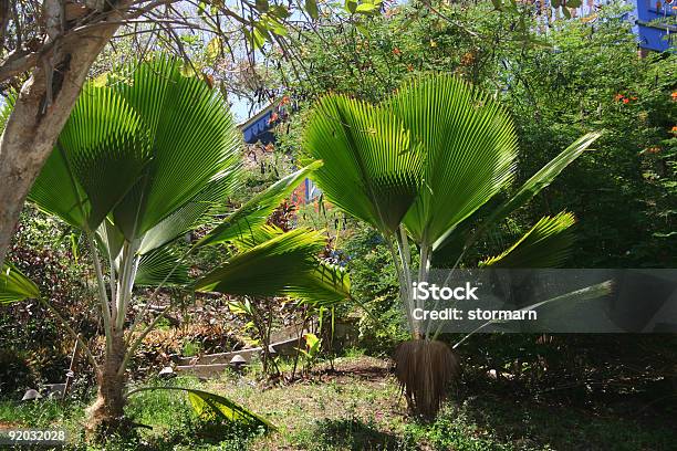 Tropical Garden Stock Photo - Download Image Now - Caribbean, Color Image, Formal Garden