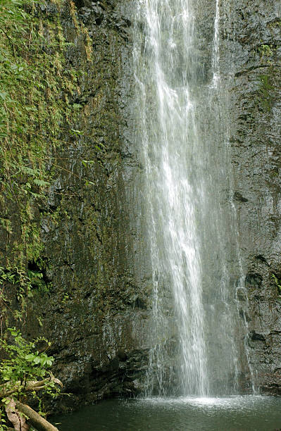 계단식 폭포, manoa 폴즈, 오아후, 하와이 - oahu stream hawaii islands tropical rainforest 뉴스 사진 이미지