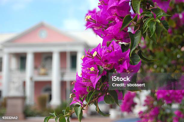 Photo libre de droit de Bougainvillier Dans Les Bahamas banque d'images et plus d'images libres de droit de Nassau - Nassau, Bahamas, Bâtiment du parlement